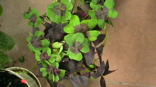IMGA0441