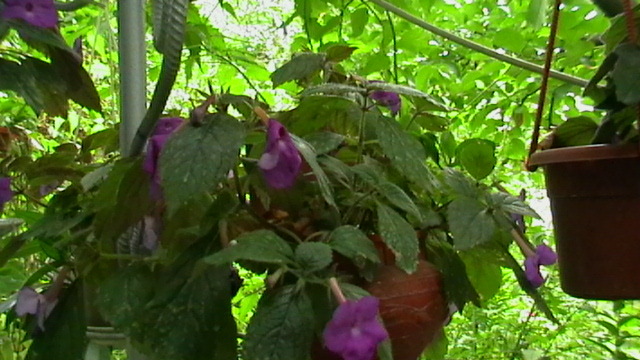 IMGA0445