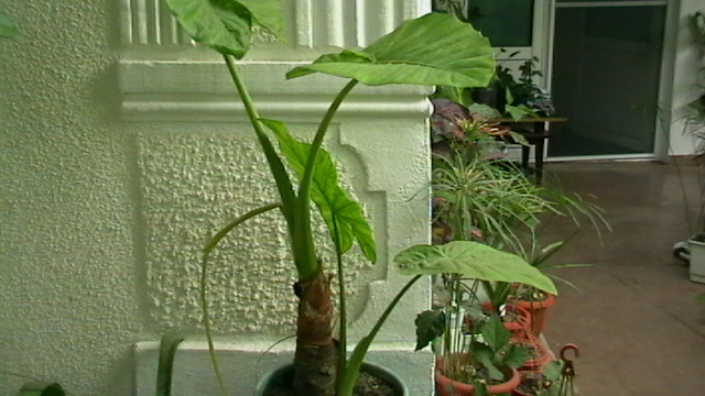 IMGA0447