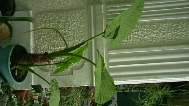 IMGA0448