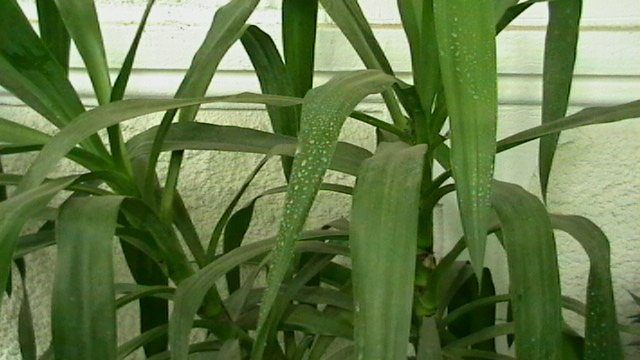 IMGA0449