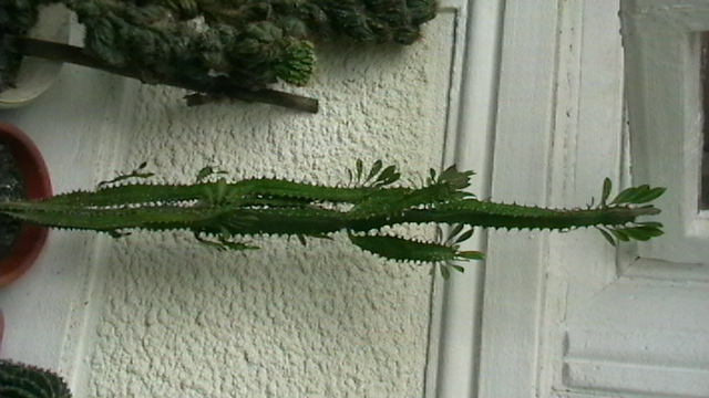 IMGA0453