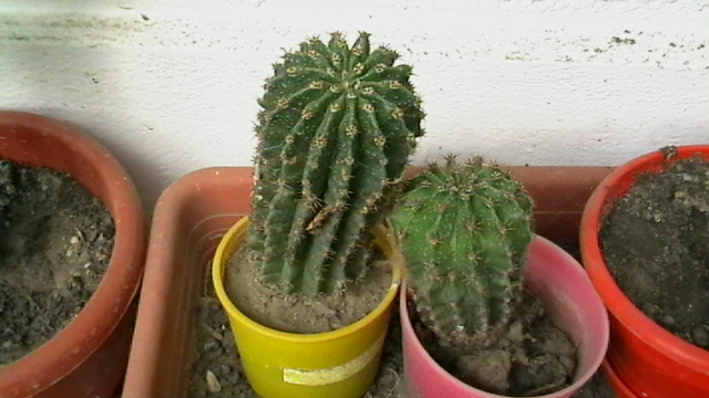 IMGA0454