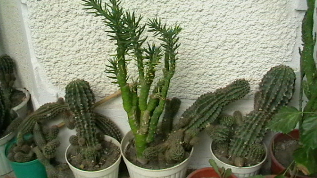 IMGA0455