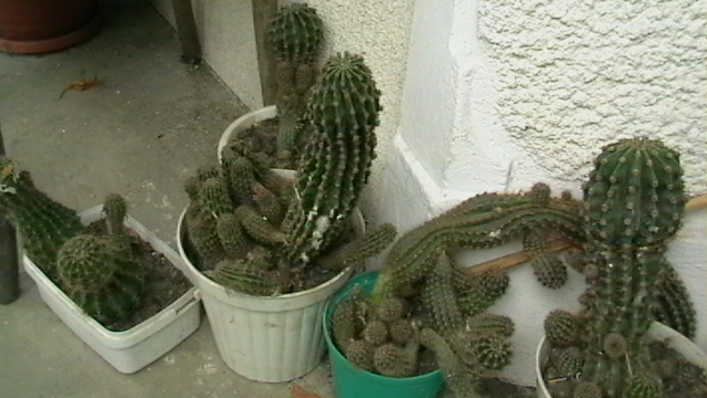 IMGA0456