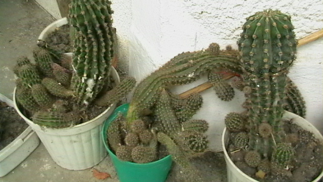 IMGA0458