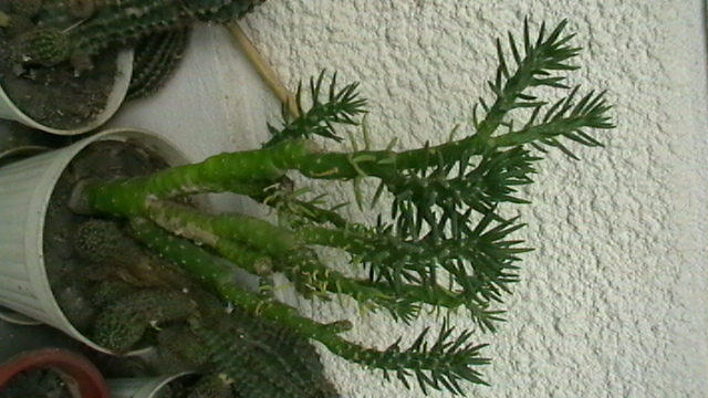 IMGA0459