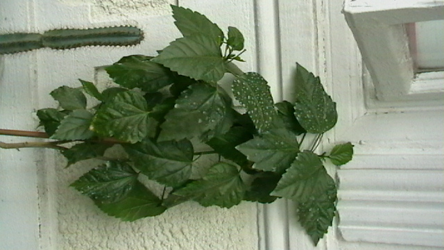 IMGA0460