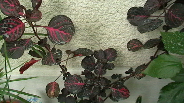 IMGA0462