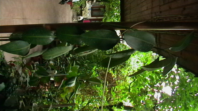 IMGA0467
