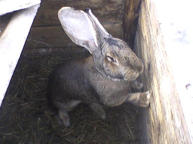 2 - iepurii mei