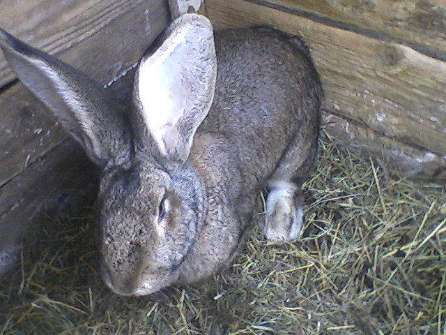 2 - iepurii mei