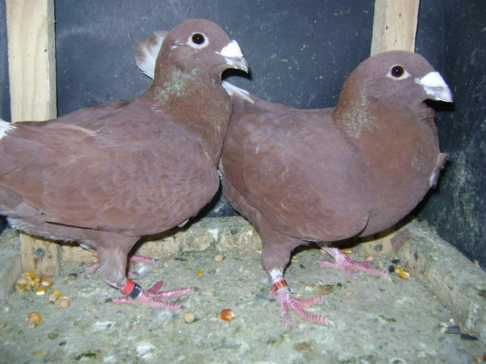 vanduti - Porumbei rosii de bucuresti