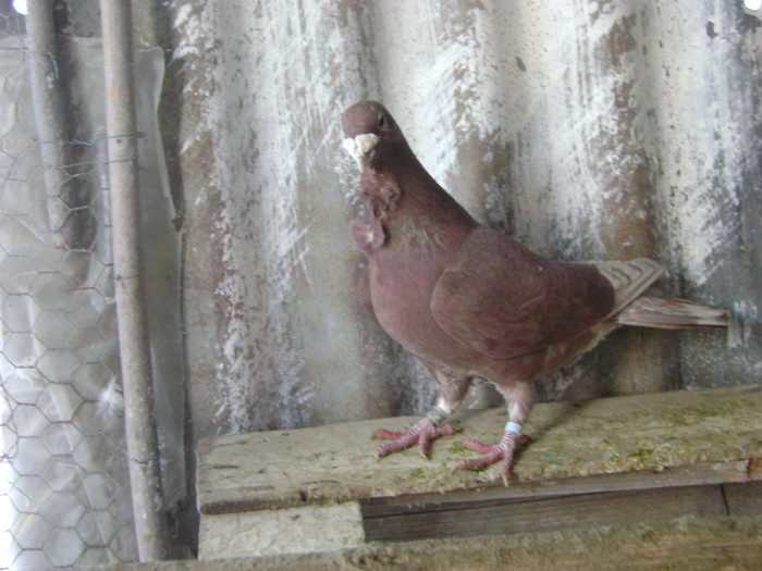 DSC02100 - Porumbei rosii de bucuresti