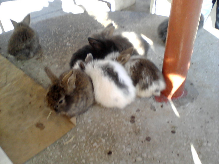 pui diversi berbec ,si angora