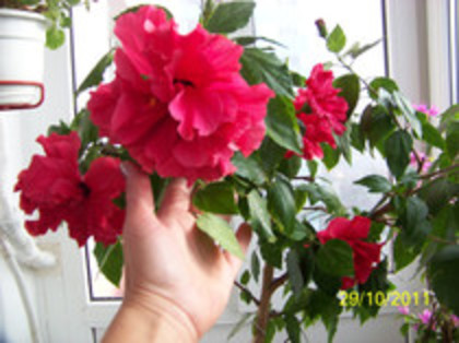 asta e floarea adevarata!