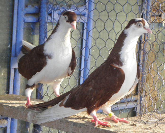 13 - 1000l-toni puscasu-galati