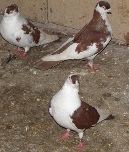 14 - 1000l-toni puscasu-galati