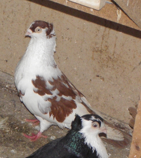 15 - 1000l-toni puscasu-galati