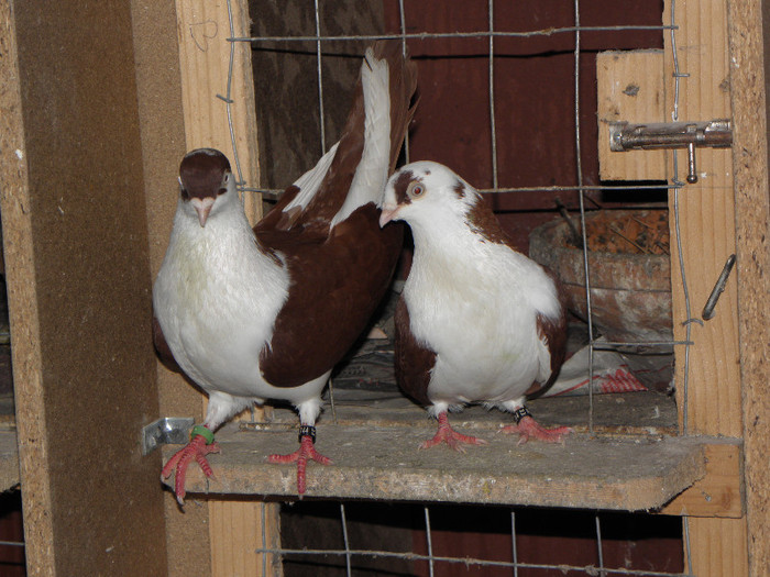 16 - 1000l-toni puscasu-galati