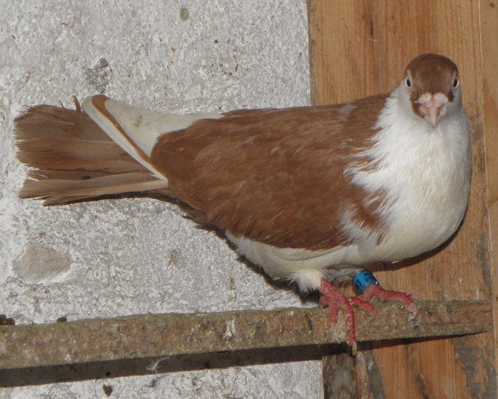 12 - 1000l-toni puscasu-galati