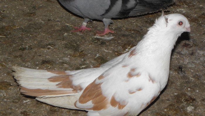 21 - 1000l-toni puscasu-galati