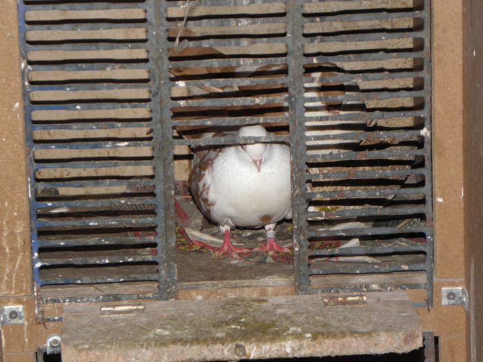 23 - 1000l-toni puscasu-galati