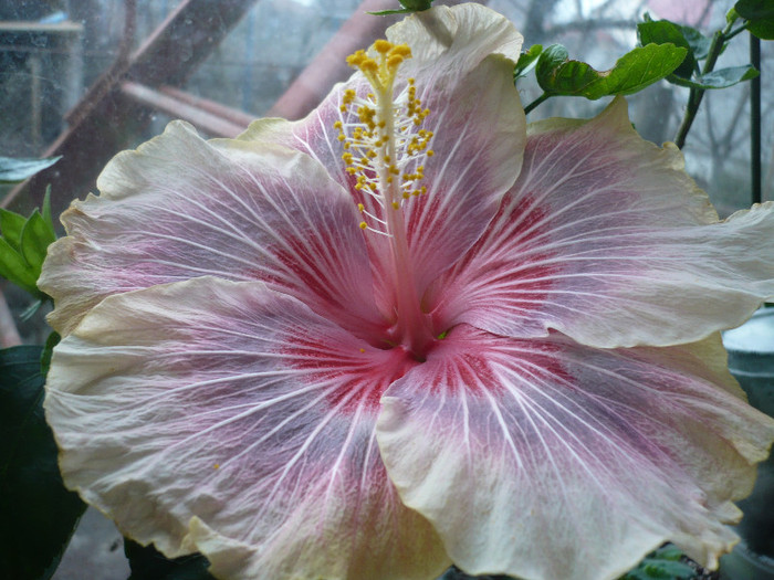 03.03.2012 - HIBISCUSI 2012-1