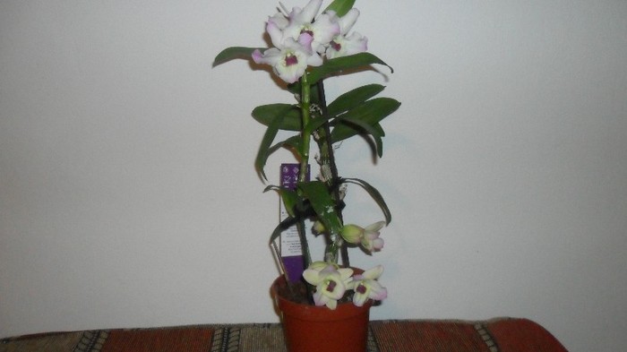 orhideele mele 001 - frumoasele mele