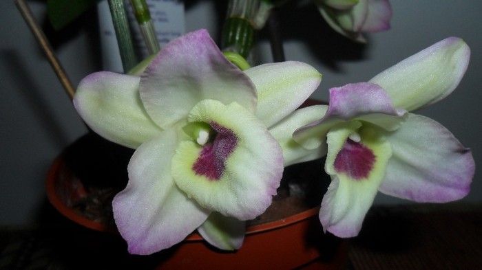 orhideele mele 002 - frumoasele mele