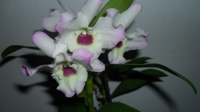 orhideele mele 003 - frumoasele mele