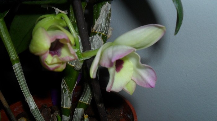 orhideele mele 004 - frumoasele mele