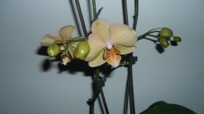 orhideele mele 005 - frumoasele mele
