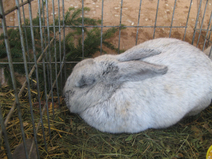 Picture 054 - expozitia  miercurea ciuc 2012 iepuri