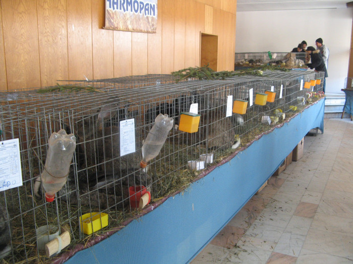 Picture 020 - expozitia  miercurea ciuc 2012 iepuri