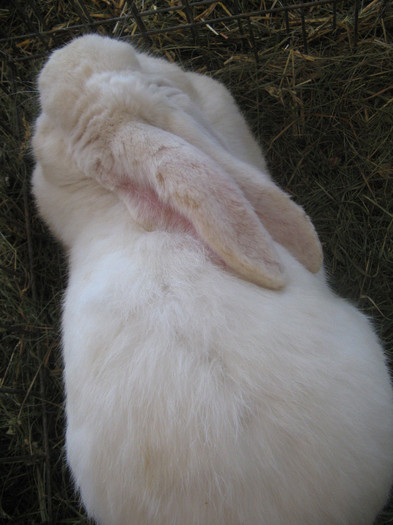 Picture 036 - expozitia  miercurea ciuc 2012 iepuri