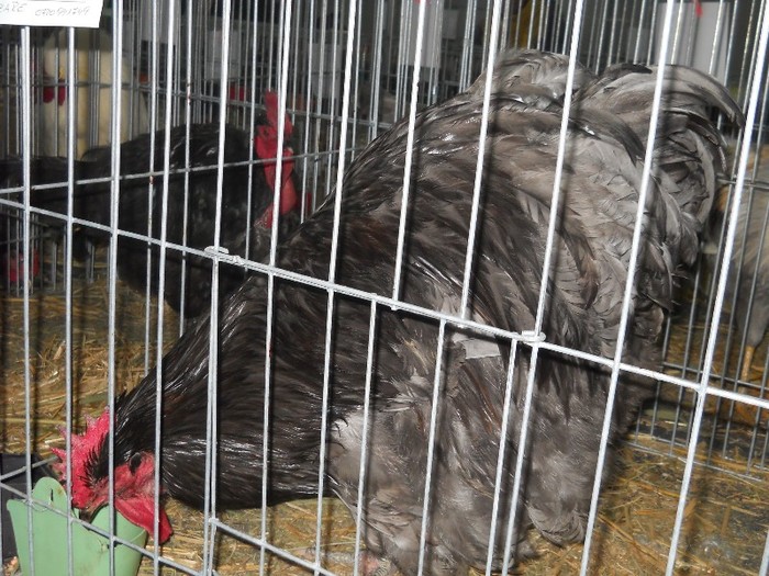 cochincina uriaş albastru