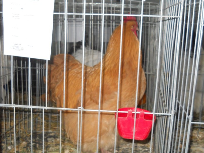 cochincina urias galben