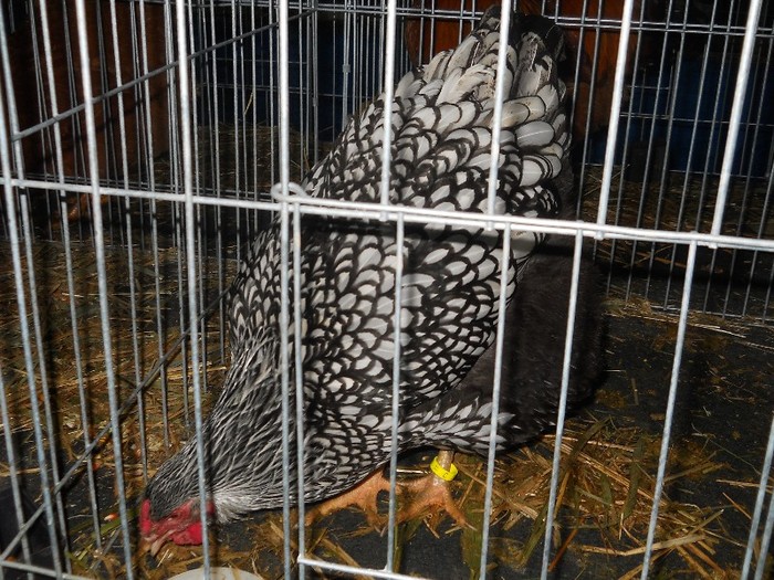 wyandotte - Iepuri si pasari fffff