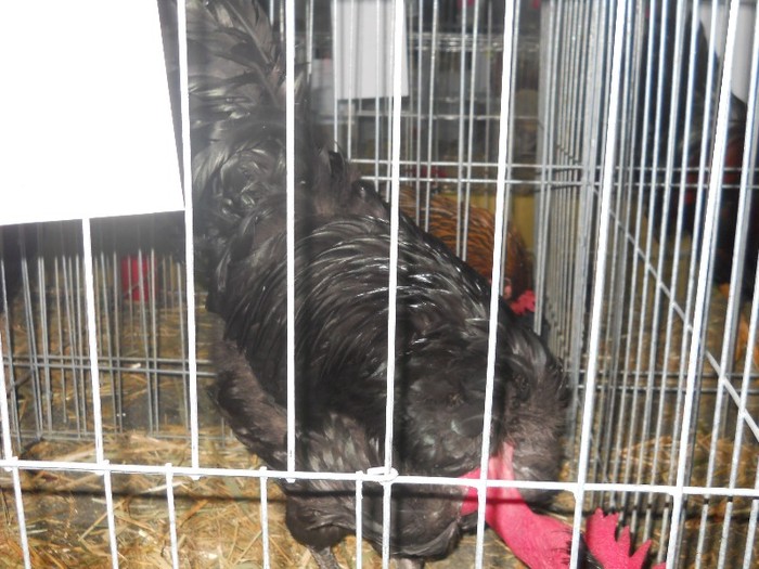 048 - Iepuri si pasari fffff