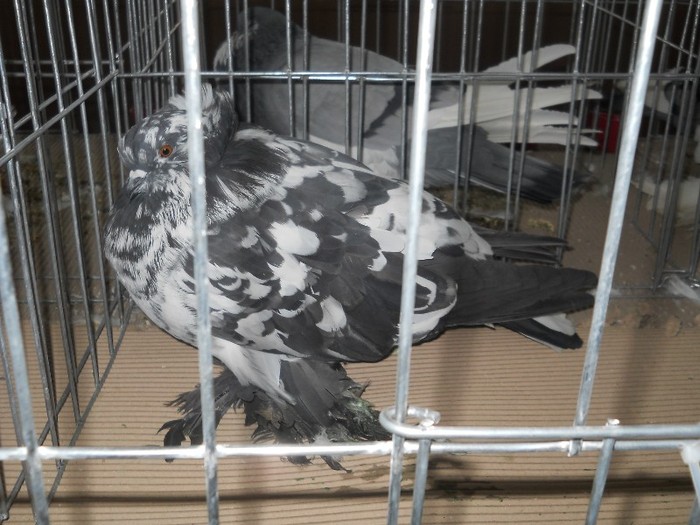 uriaş maghiar - Iepuri si pasari fffff