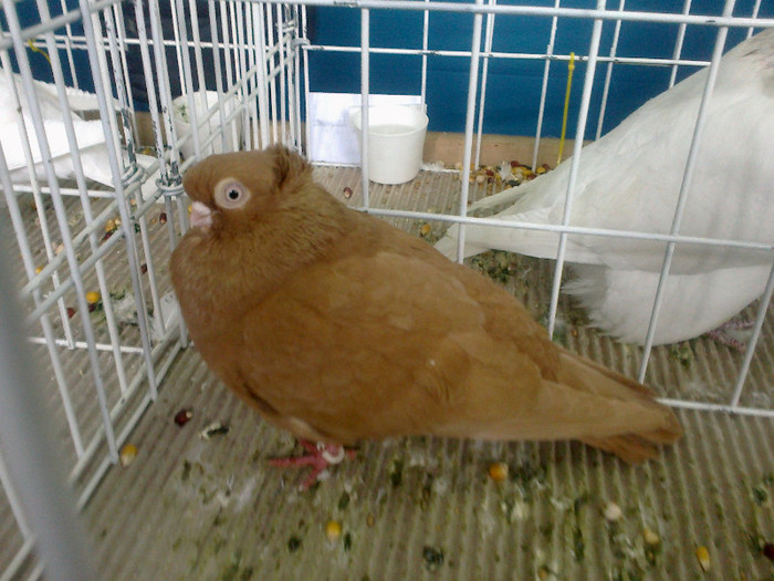 260220122073 - poze expo brasov feb 2012