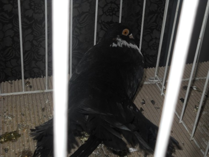 trenat de bucureşti