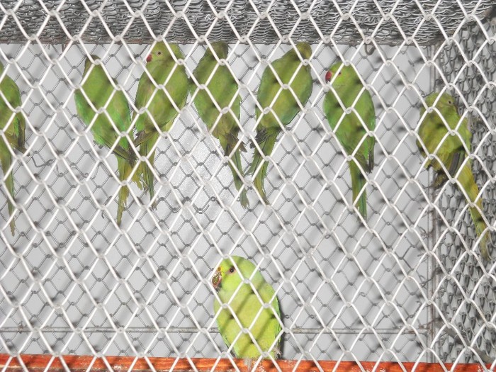 papagali - micul alexander