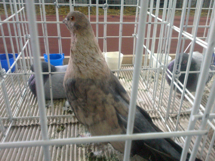 260220122203 - poze expo brasov feb 2012