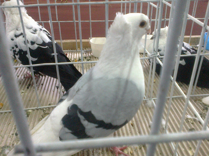 260220122206 - poze expo brasov feb 2012