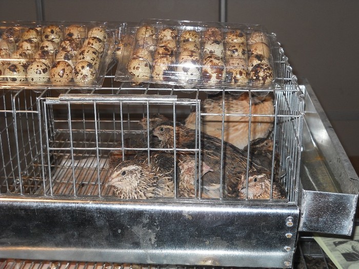 prepeliţe şi ouă..la pachet