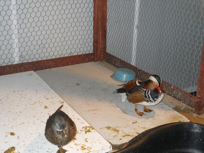 raţe mandarine şi caroline