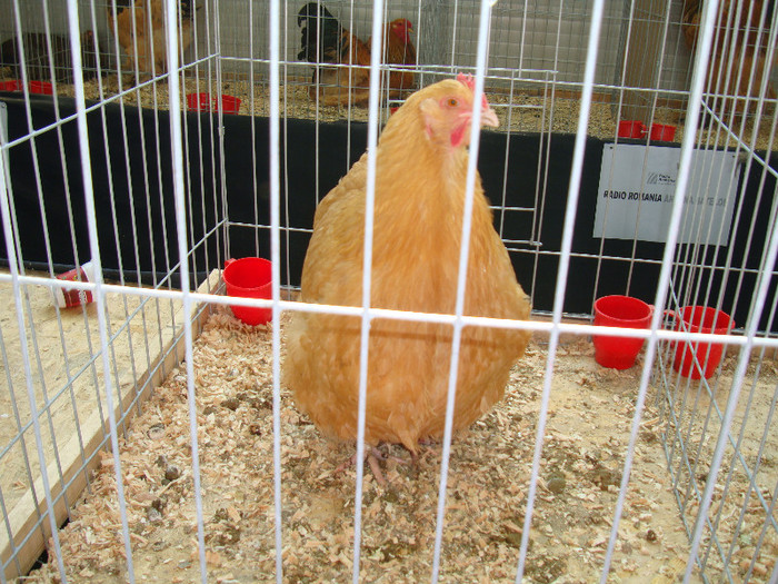 DSC09704