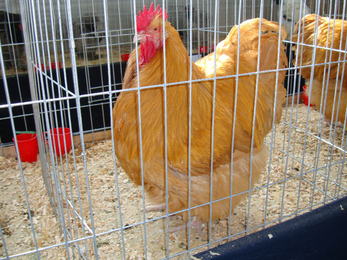 DSC09706